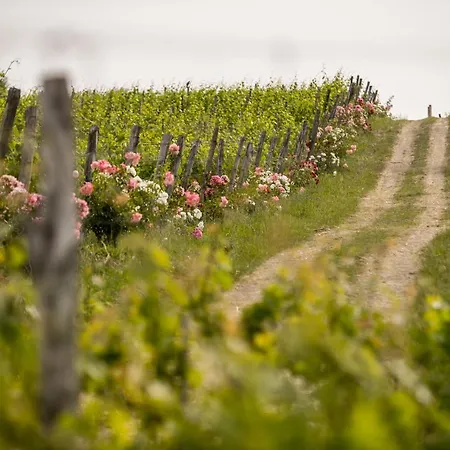 Ξενοδοχείο Roccafiore Wine &