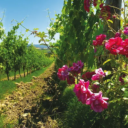 Roccafiore Wine & 4* Todi