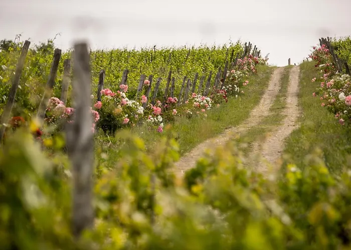 Hotel Roccafiore Wine &